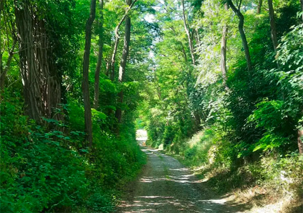 Wildkräuterwanderung